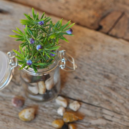 Planta decorativa en jarrón de vidrio y piedras sobre mesa rústica usado en Home Staging Valencia