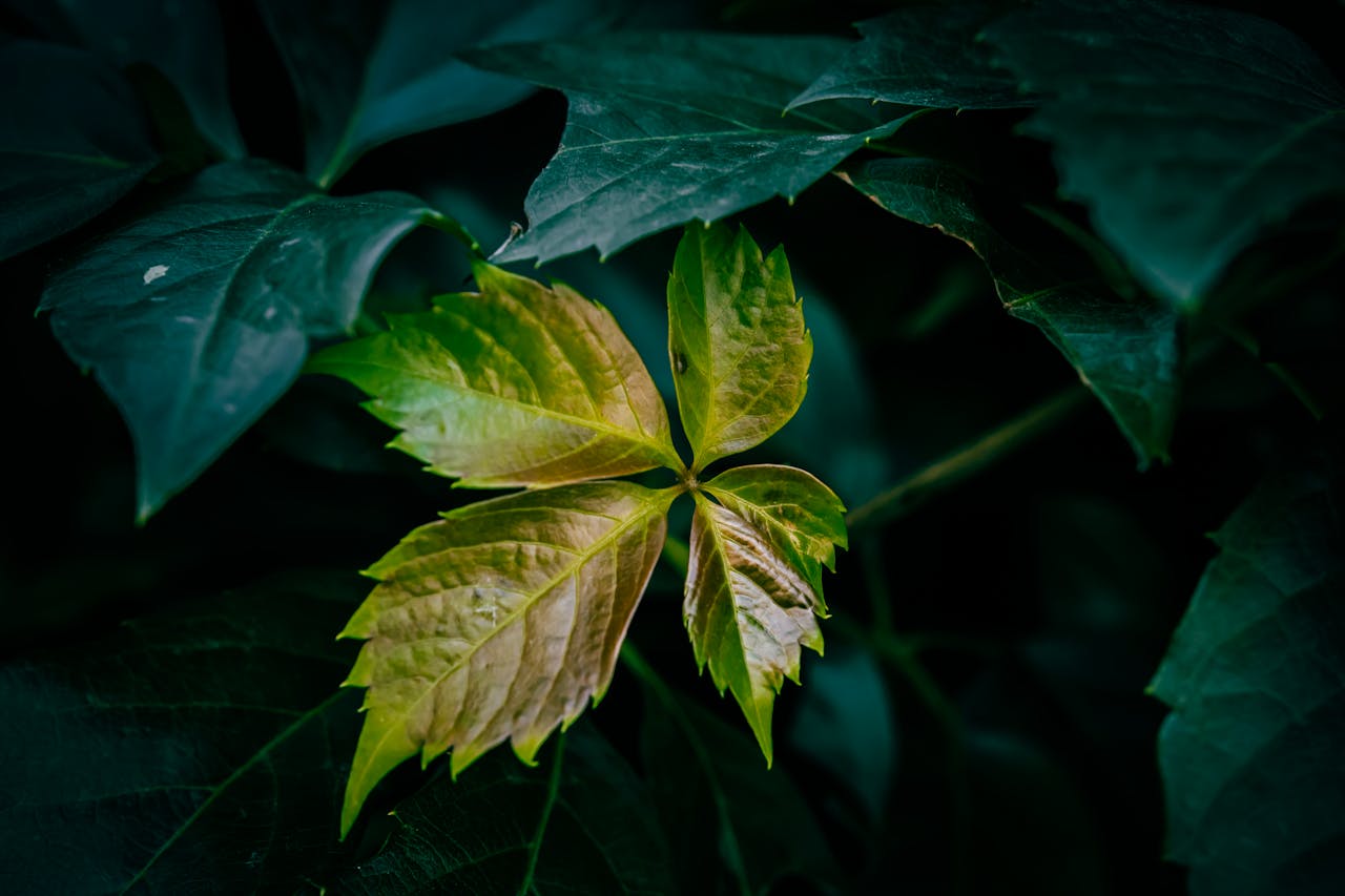 Biofilia en el hogar: Cómo conectar con la naturaleza a través de la decoración y mejorar tu bienestar